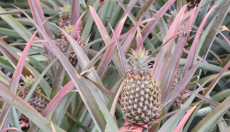 Baby ananas Ile Maurice
